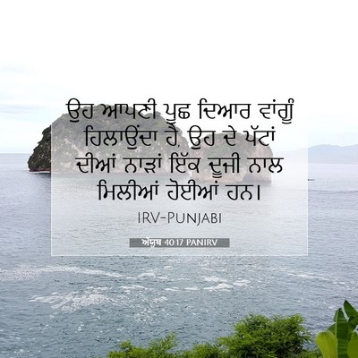 Picture 07 - ਅੱਯੂਬ 40:17 PANIRV - ਉਹ ਆਪਣੀ ਪੂਛ ਦਿਆਰ - Bible Verse Picture
