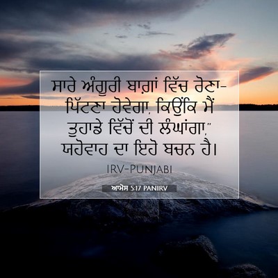 Picture 07 - ਆਮੋਸ 5:17 PANIRV - ਸਾਰੇ ਅੰਗੂਰੀ - Bible Verse Picture