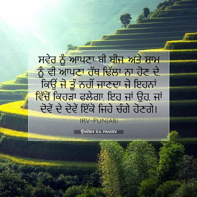 Picture 07 - ਉਪਦੇਸ਼ਕ 11:6 PANIRV - ਸਵੇਰ ਨੂੰ ਆਪਣਾ ਬੀ - Bible Verse Picture