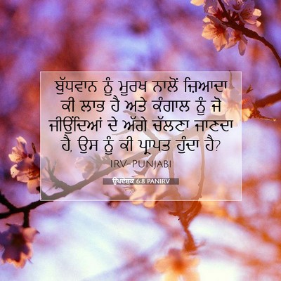 Picture 07 - ਉਪਦੇਸ਼ਕ 6:8 PANIRV - ਬੁੱਧਵਾਨ ਨੂੰ ਮੂਰਖ - Bible Verse Picture