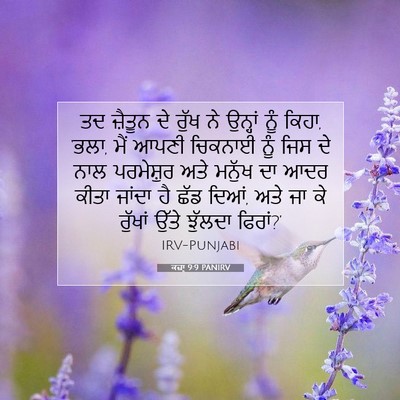 Picture 07 - ਕਜ਼ਾૃ 9:9 PANIRV - ਤਦ ਜ਼ੈਤੂਨ ਦੇ ਰੁੱਖ - Bible Verse Picture