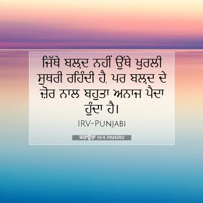 Picture 07 - ਕਹਾਉਤਾਂ 14:4 PANIRV - ਜਿੱਥੇ ਬਲ਼ਦ ਨਹੀਂ - Bible Verse Picture