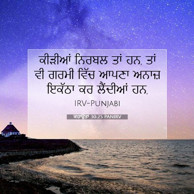 Picture 07 - ਕਹਾਉਤਾਂ 30:25 PANIRV - ਕੀੜੀਆਂ ਨਿਰਬਲ ਤਾਂ - Bible Verse Picture