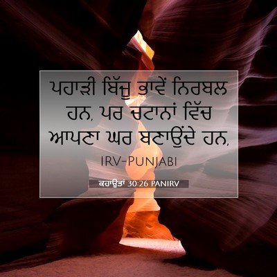 Picture 07 - ਕਹਾਉਤਾਂ 30:26 PANIRV - ਪਹਾੜੀ ਬਿੱਜੂ ਭਾਵੇਂ - Bible Verse Picture