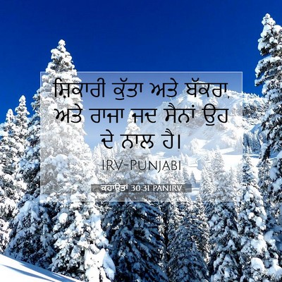 Picture 07 - ਕਹਾਉਤਾਂ 30:31 PANIRV - ਸ਼ਿਕਾਰੀ ਕੁੱਤਾ ਅਤੇ - Bible Verse Picture