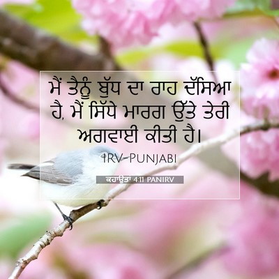 Picture 07 - ਕਹਾਉਤਾਂ 4:11 PANIRV - ਮੈਂ ਤੈਨੂੰ ਬੁੱਧ ਦਾ - Bible Verse Picture