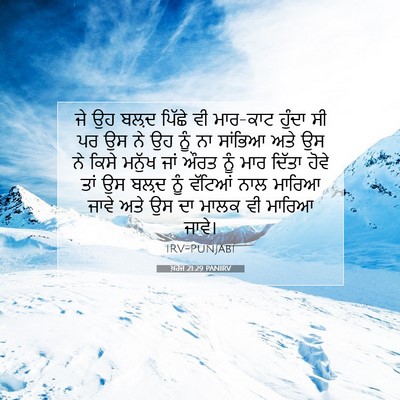 Picture 07 - ਖ਼ਰੋਜ 21:29 PANIRV - ਜੇ ਉਹ ਬਲ਼ਦ ਪਿੱਛੇ ਵੀ - Bible Verse Picture