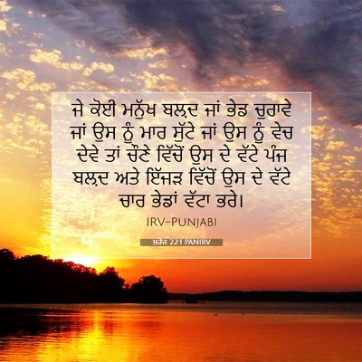 Picture 07 - ਖ਼ਰੋਜ 22:1 PANIRV - ਜੇ ਕੋਈ ਮਨੁੱਖ ਬਲ਼ਦ - Bible Verse Picture