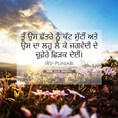 Picture 07 - ਖ਼ਰੋਜ 29:16 PANIRV - ਤੂੰ ਉਸ ਛੱਤਰੇ ਨੂੰ - Bible Verse Picture