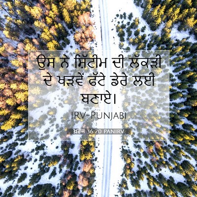 Picture 07 - ਖ਼ਰੋਜ 36:20 PANIRV - ਉਸ ਨੇ ਸ਼ਿੱਟੀਮ ਦੀ - Bible Verse Picture