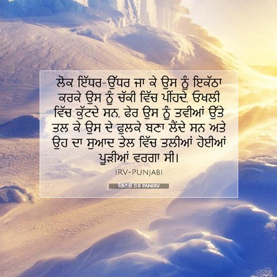 Picture 07 - ਗਿਣਤੀ 11:8 PANIRV - ਲੋਕ ਇੱਧਰ-ਉੱਧਰ ਜਾ ਕੇ - Bible Verse Picture