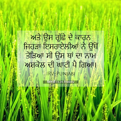 Picture 07 - ਗਿਣਤੀ 13:24 PANIRV - ਅਤੇ ਉਸ ਗੁੱਛੇ ਦੇ - Bible Verse Picture
