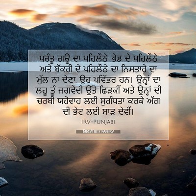 Picture 07 - ਗਿਣਤੀ 18:17 PANIRV - ਪਰੰਤੂ ਗਊ ਦਾ - Bible Verse Picture