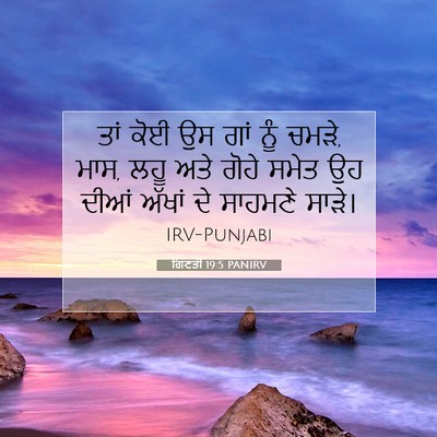Picture 07 - ਗਿਣਤੀ 19:5 PANIRV - ਤਾਂ ਕੋਈ ਉਸ ਗਾਂ ਨੂੰ - Bible Verse Picture