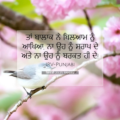 Picture 07 - ਗਿਣਤੀ 23:25 PANIRV - ਤਾਂ ਬਾਲਾਕ ਨੇ ਬਿਲਆਮ - Bible Verse Picture