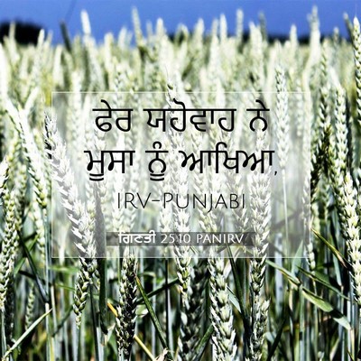 Picture 07 - ਗਿਣਤੀ 25:10 PANIRV - ਫੇਰ ਯਹੋਵਾਹ ਨੇ ਮੂਸਾ - Bible Verse Picture