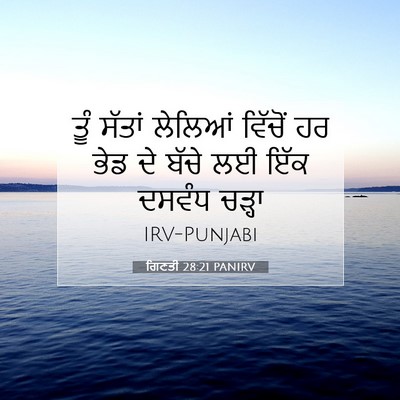 Picture 07 - ਗਿਣਤੀ 28:21 PANIRV - ਤੂੰ ਸੱਤਾਂ ਲੇਲਿਆਂ - Bible Verse Picture