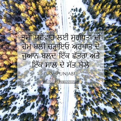 Picture 07 - ਗਿਣਤੀ 28:27 PANIRV - ਤੁਸੀਂ ਯਹੋਵਾਹ ਲਈ - Bible Verse Picture