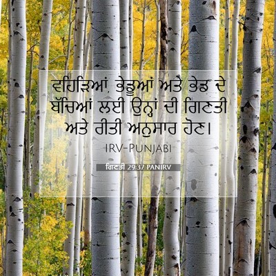 Picture 07 - ਗਿਣਤੀ 29:37 PANIRV - ਵਹਿੜਿਆਂ, ਭੇਡੂਆਂ - Bible Verse Picture
