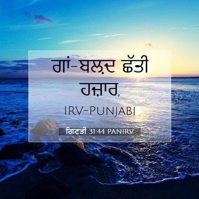 Picture 07 - ਗਿਣਤੀ 31:44 PANIRV - ਗਾਂ-ਬਲ਼ਦ ਛੱਤੀ - Bible Verse Picture