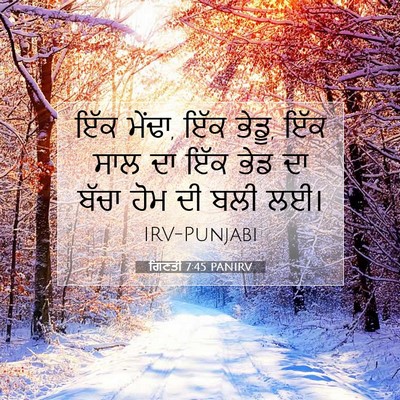 Picture 07 - ਗਿਣਤੀ 7:45 PANIRV - ਇੱਕ ਮੇਂਢਾ, ਇੱਕ - Bible Verse Picture