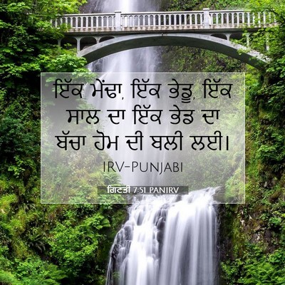 Picture 07 - ਗਿਣਤੀ 7:51 PANIRV - ਇੱਕ ਮੇਂਢਾ, ਇੱਕ - Bible Verse Picture
