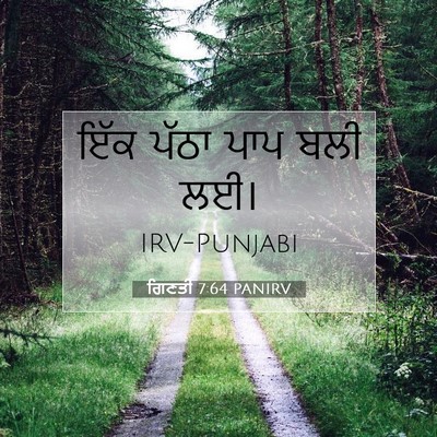 Picture 07 - ਗਿਣਤੀ 7:64 PANIRV - ਇੱਕ ਪੱਠਾ ਪਾਪ ਬਲੀ - Bible Verse Picture