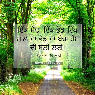 Picture 07 - ਗਿਣਤੀ 7:69 PANIRV - ਇੱਕ ਮੇਂਢਾ, ਇੱਕ - Bible Verse Picture