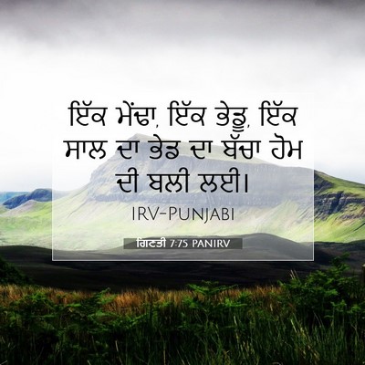 Picture 07 - ਗਿਣਤੀ 7:75 PANIRV - ਇੱਕ ਮੇਂਢਾ, ਇੱਕ - Bible Verse Picture