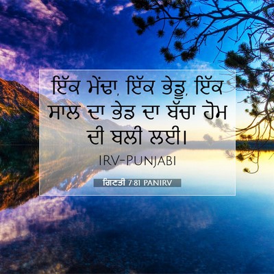 Picture 07 - ਗਿਣਤੀ 7:81 PANIRV - ਇੱਕ ਮੇਂਢਾ, ਇੱਕ - Bible Verse Picture