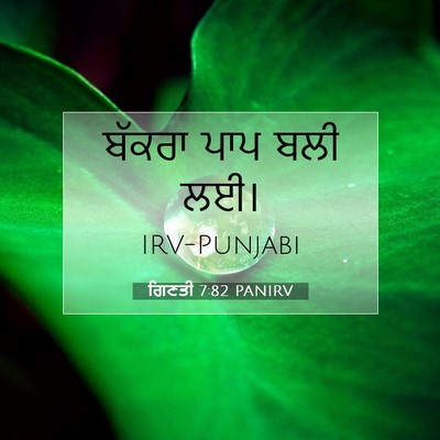 Picture 07 - ਗਿਣਤੀ 7:82 PANIRV - ਬੱਕਰਾ ਪਾਪ ਬਲੀ - Bible Verse Picture