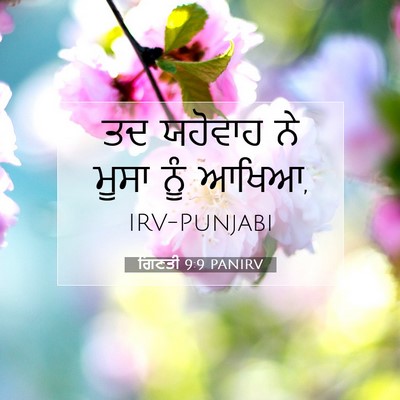 Picture 07 - ਗਿਣਤੀ 9:9 PANIRV - ਤਦ ਯਹੋਵਾਹ ਨੇ ਮੂਸਾ - Bible Verse Picture