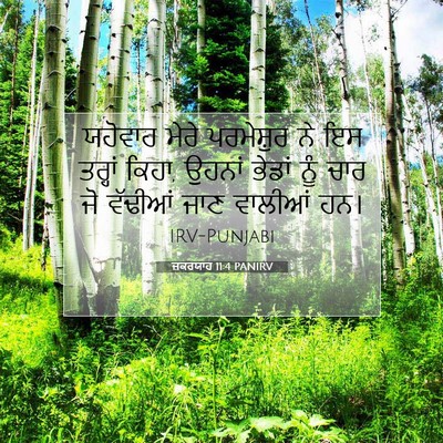 Picture 07 - ਜ਼ਕਰਯਾਹ 11:4 PANIRV - ਯਹੋਵਾਹ ਮੇਰੇ - Bible Verse Picture