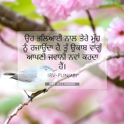 Picture 07 - ਜ਼ਬੂਰ 103:5 PANIRV - ਉਹ ਭਲਿਆਈ ਨਾਲ ਤੇਰੇ - Bible Verse Picture