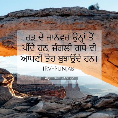 Picture 07 - ਜ਼ਬੂਰ 104:11 PANIRV - ਰੜ ਦੇ ਜਾਨਵਰ ਉਨ੍ਹਾਂ - Bible Verse Picture