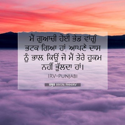 Picture 07 - ਜ਼ਬੂਰ 119:176 PANIRV - ਮੈਂ ਗੁਆਚੀ ਹੋਈ ਭੇਡ - Bible Verse Picture