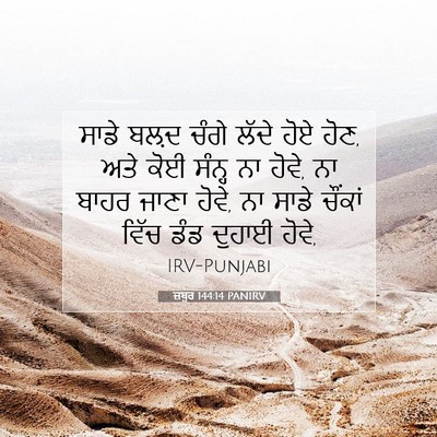 Picture 07 - ਜ਼ਬੂਰ 144:14 PANIRV - ਸਾਡੇ ਬਲ਼ਦ ਚੰਗੇ - Bible Verse Picture
