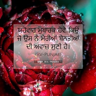 Picture 07 - ਜ਼ਬੂਰ 28:6 PANIRV - ਯਹੋਵਾਹ ਮੁਬਾਰਕ - Bible Verse Picture