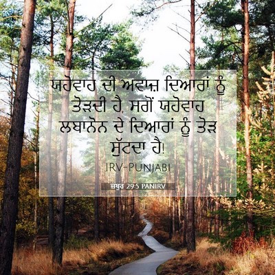 Picture 07 - ਜ਼ਬੂਰ 29:5 PANIRV - ਯਹੋਵਾਹ ਦੀ ਅਵਾਜ਼ - Bible Verse Picture
