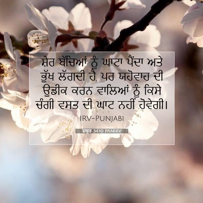 Picture 07 - ਜ਼ਬੂਰ 34:10 PANIRV - ਸ਼ੇਰ ਬੱਚਿਆਂ ਨੂੰ - Bible Verse Picture