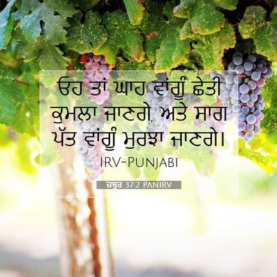 Picture 07 - ਜ਼ਬੂਰ 37:2 PANIRV - ਓਹ ਤਾਂ ਘਾਹ ਵਾਂਗੂੰ - Bible Verse Picture
