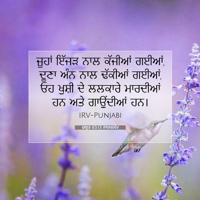 Picture 07 - ਜ਼ਬੂਰ 65:13 PANIRV - ਜੂਹਾਂ ਇੱਜੜ ਨਾਲ - Bible Verse Picture
