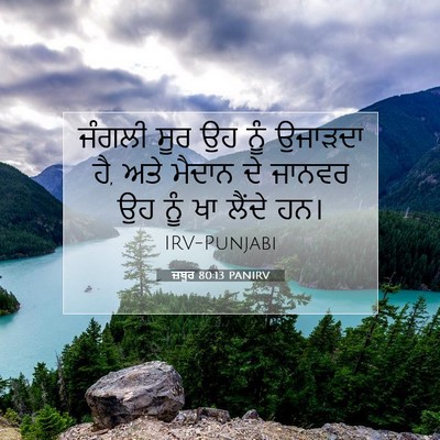Picture 07 - ਜ਼ਬੂਰ 80:13 PANIRV - ਜੰਗਲੀ ਸੂਰ ਉਹ ਨੂੰ - Bible Verse Picture