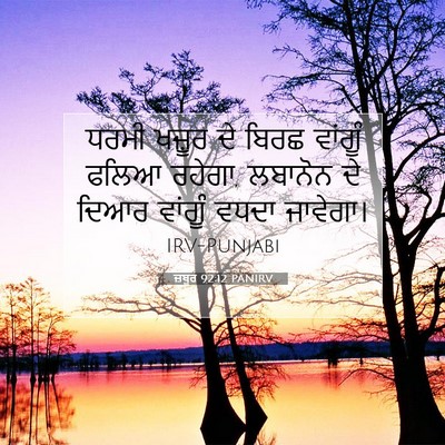 Picture 07 - ਜ਼ਬੂਰ 92:12 PANIRV - ਧਰਮੀ ਖਜ਼ੂਰ ਦੇ ਬਿਰਛ - Bible Verse Picture