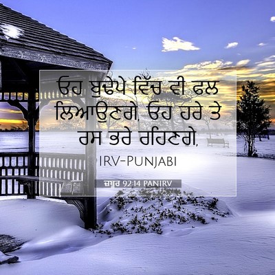 Picture 07 - ਜ਼ਬੂਰ 92:14 PANIRV - ਓਹ ਬੁਢੇਪੇ ਵਿੱਚ ਵੀ - Bible Verse Picture