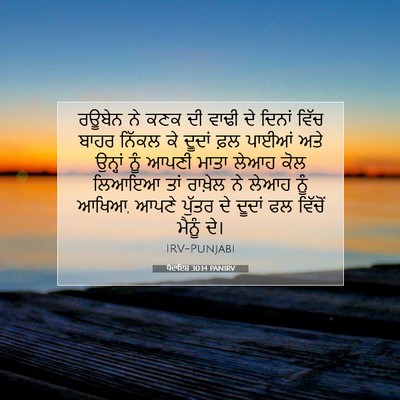 Picture 07 - ਪੈਦਾਇਸ਼ 30:14 PANIRV - ਰਊਬੇਨ ਨੇ ਕਣਕ ਦੀ - Bible Verse Picture