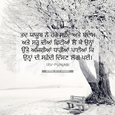 Picture 07 - ਪੈਦਾਇਸ਼ 30:37 PANIRV - ਤਦ ਯਾਕੂਬ ਨੇ ਹਰੇ - Bible Verse Picture