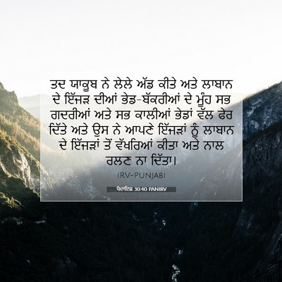 Picture 07 - ਪੈਦਾਇਸ਼ 30:40 PANIRV - ਤਦ ਯਾਕੂਬ ਨੇ ਲੇਲੇ - Bible Verse Picture