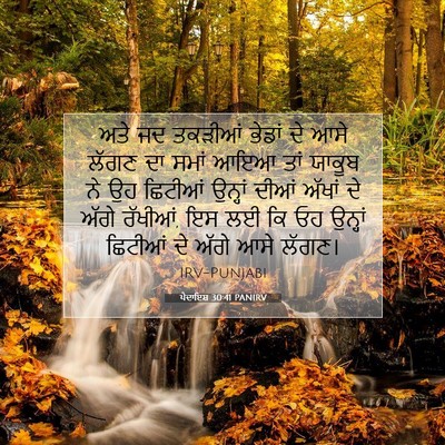 Picture 07 - ਪੈਦਾਇਸ਼ 30:41 PANIRV - ਅਤੇ ਜਦ ਤਕੜੀਆਂ - Bible Verse Picture