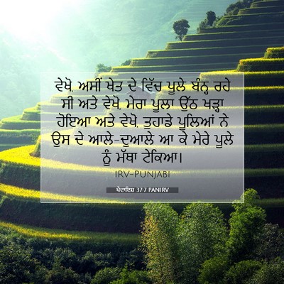 Picture 07 - ਪੈਦਾਇਸ਼ 37:7 PANIRV - ਵੇਖੋ, ਅਸੀਂ ਖੇਤ ਦੇ - Bible Verse Picture